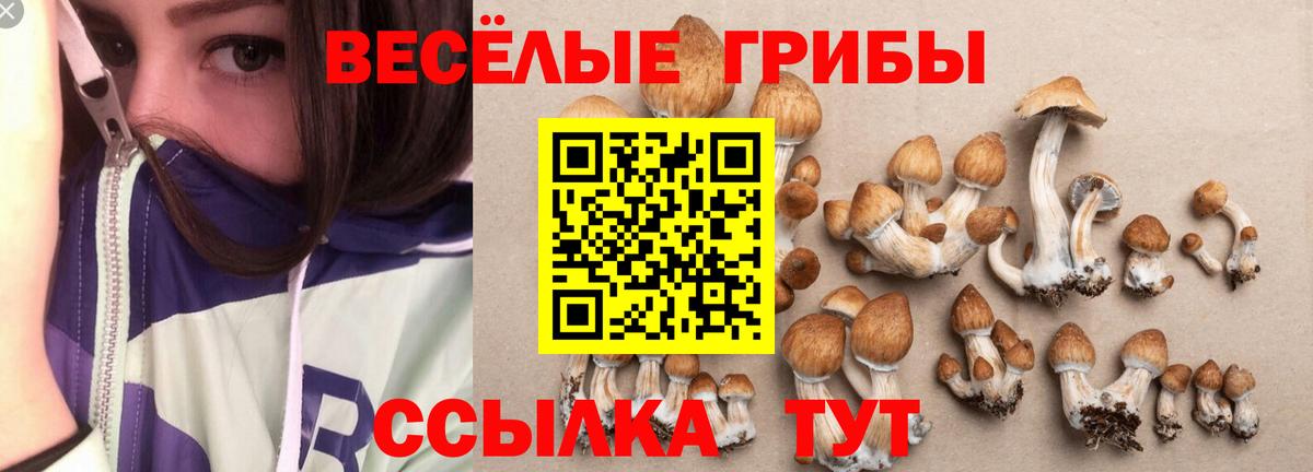 Псилоцибиновые грибы Cubensis Пыть-Ях